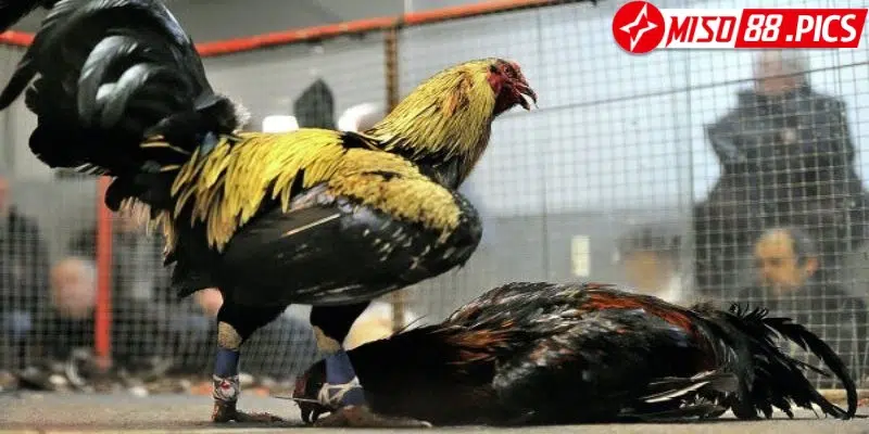 Đá gà Mỹ, gà Peru hấp dẫn